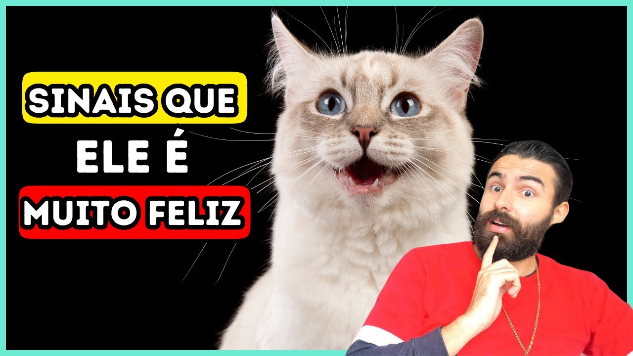 16 Sinais Que Seu Gato é MUITO FELIZ E SAUDÁVEL!