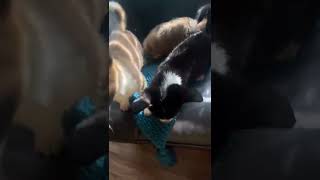 Corgi Puppies Videos