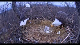 Hanover, PA Eagles - A sweet late morning feeding - 03-25-15