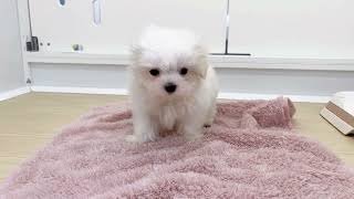 マルチーズの動画01