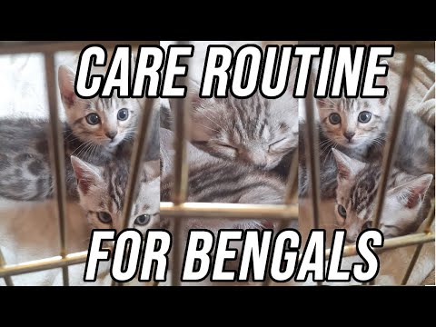 Bengal Kitten Morning Care Routine! (Tips, Cleaning, Cuddling)