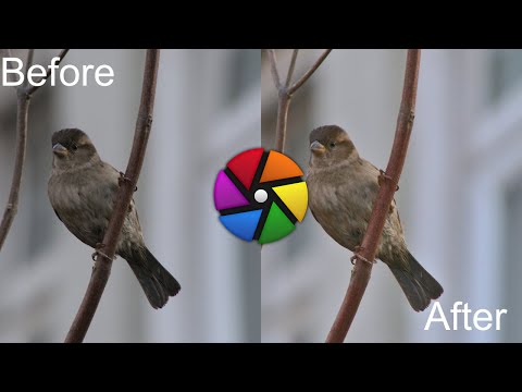 Darktable edit of a Bird 1 of Many: Raw included in links