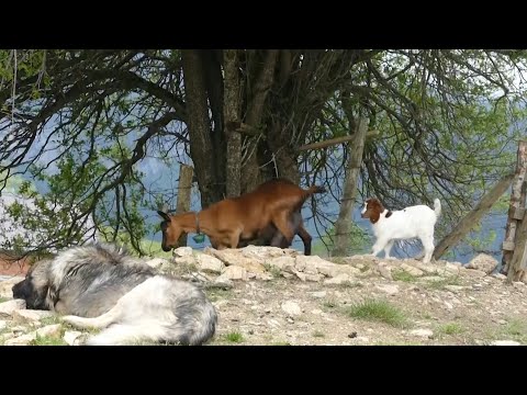 BJESHKËT E RUGOVËS – Reportazh