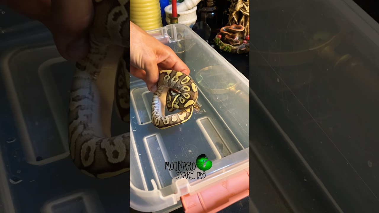 We had to say good bye. #molinarosnakelab #ballpython #royalpython #shorts #sawa #pitone #python