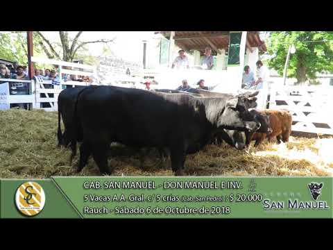 06-10-18 Venta de Vaq. Angus Grales. con Cría - Cab. San Manuel - Don Manuel e invitados - Rauch