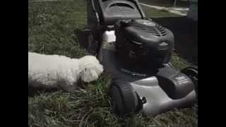 Toy Poodle Hates Lawn Mower.mov