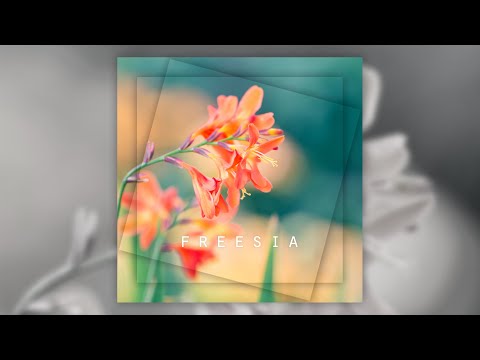 a_hisa - Freesia