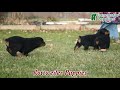 Rottweiler dogs for sale: Roy  - Video 1