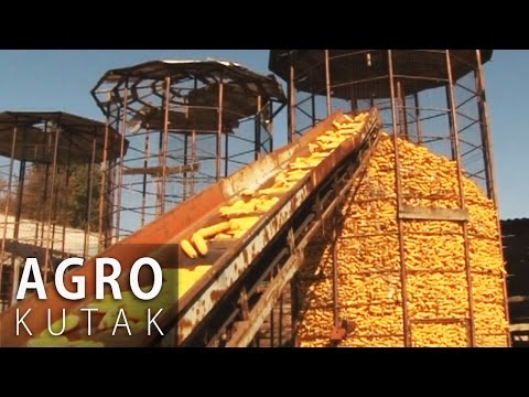 Agro Kutak 29 - Srednja Špionica