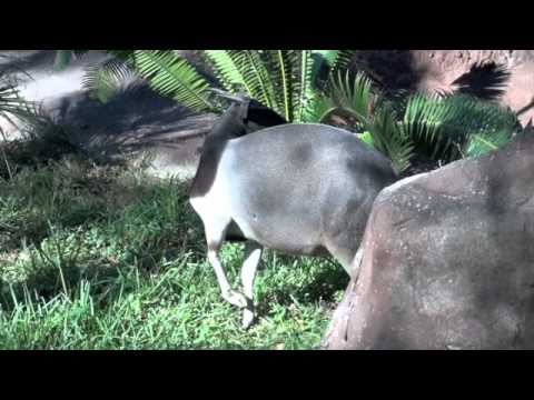Jentink's Duiker