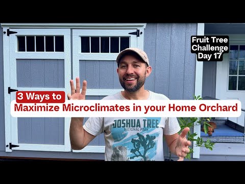 3 Way to Maximize Microclimates in your Home Orchard - Fruit Tree Challenge Day 17