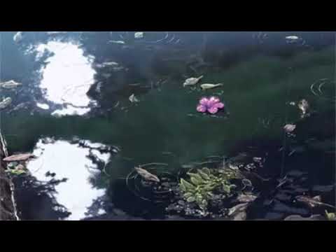 RAINY DAY Relaxing Piano Music and Rain Sounds | The Garden of Words OST Kotonoha no Niwa Soundtrack