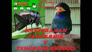 Download lagu MASTERAN JANGKRIK V TENGKEK BUTO mp3 Download lagu MASTERAN JANGKRIK V TENGKEK BUTO mp3