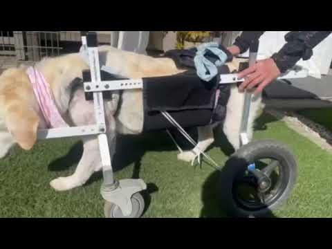 14歳のラブラドールのユリちゃん、4輪の犬用車いすでしっかり歩行できています。