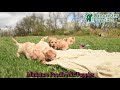 Havapoo dogs for sale: Kira - Video 1