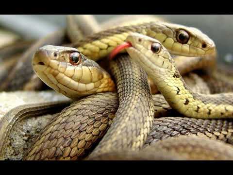 Nằm Mơ Thấy 3 Con Rắn Đánh Số Mấy? Giải Mã Bí Ẩn Với Sổ Mơ