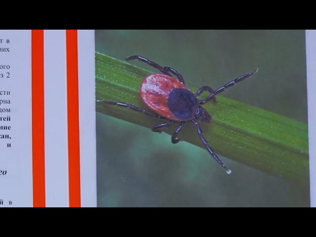 Первый клещ