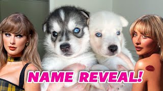 Naming My Husky Puppies After Pop Stars!