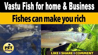 Vastu Lucky fish for home &amp; Business I  Fishes can make you rich I PET CLUES