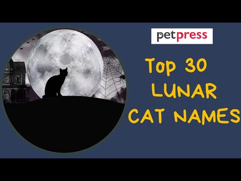 TOP 30 LUNAR CAT NAMES - Which One Will You Choose?  | PetPress