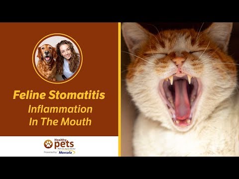 Feline Stomatitis - Inflammation In The Mouth - YouTube