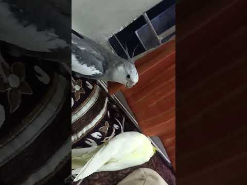 Happy Cockatiel singing - Rico the white - faced Cockatiel  🎶 #shorts