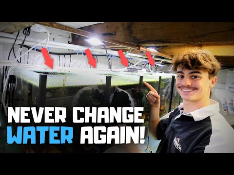 Why I NEVER Change Water in My Aquariums! (Auto Water Change System)