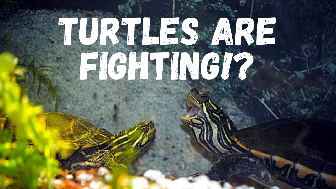 Why Are My Turtles Fighting? Reasons and Solutions!