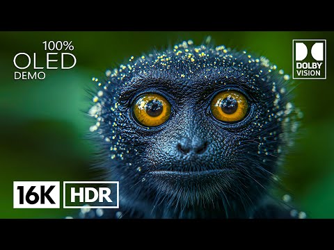 Amazing Dolby Vision 16K HDR 120 fps (4K / 8K Video TV TEST)