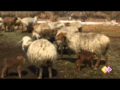 "Атакәсіп" - Қыстау