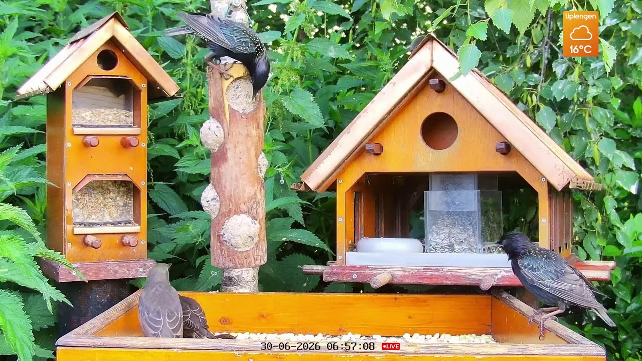 Live webcam view of Cámara del Comedero de Pájaros