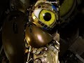 What Happens When Disney S Animatronics Fail Shorts