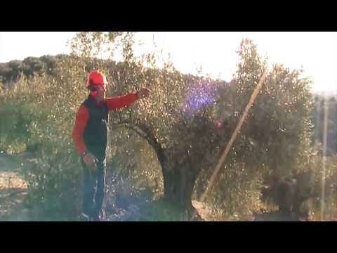 PODA OLIVO JAEN ALCAUDETE VIDEO 1 BIS
