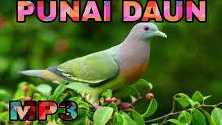 Download lagu Suara Pikat Burung Punai MP3 | Masteran Burung Punai | Punai Daun mp3 Download lagu Suara Pikat Burung Punai MP3 | Masteran Burung Punai | Punai Daun mp3