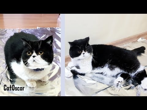 Do Cats Walk On Foil? Cat experiment.