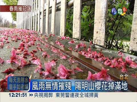 大雨摧殘櫻花 賞花期來去太匆匆!