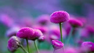 Download lagu Paathira Kottarangalil...Malayalam WhatsApp Status Video Song(Injakkadan Mathai&Sons)Malayalam movie mp3 Download lagu Paathira Kottarangalil...Malayalam WhatsApp Status Video Song(Injakkadan Mathai&Sons)Malayalam movie mp3