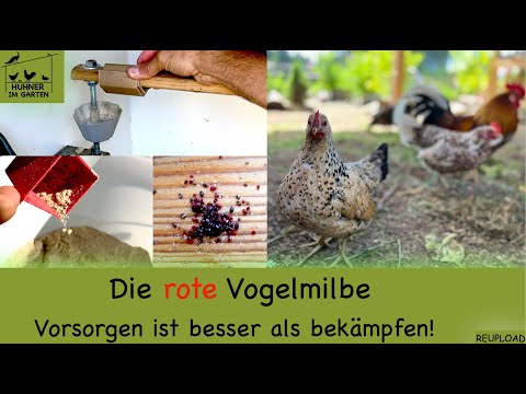 Die rote Vogelmilbe - Viele Tipps und meine Erfahrungen - Reupload