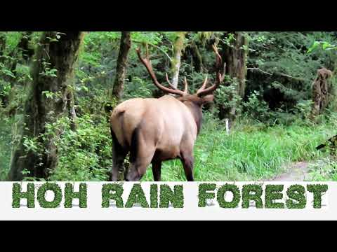 Walk in Hoh Rainforest, 4K, Olympic National Forest, Washington