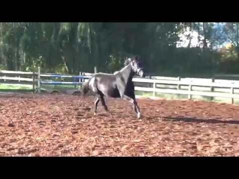 Free Fall DSF 2011 Westfalen Gelding Sired by Freestyle SOLD