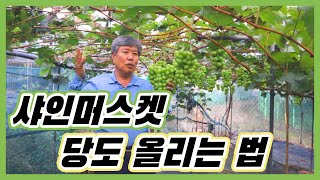 계속된 장마비에 지친 샤인머스켓 당도 높이는 법