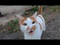 Two Beautiful Sister Cats Are So Hungry And Timid They Are Meowing Loudly Only For Food