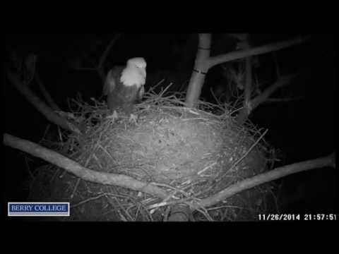 2014 11 26 Berry College Eagles:  Mom at Night