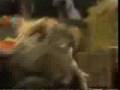 Sesame Street Boogie Woogie Piggies