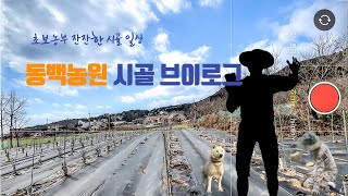 【시골 일상 브이로그】 동백농원 주말 농막에 도착하면 하는일