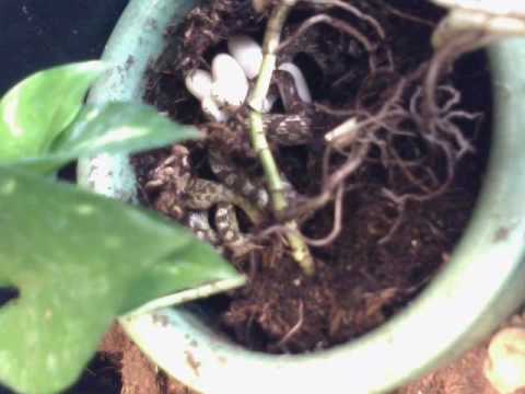 YouTube Video l0s4-dHyg7g