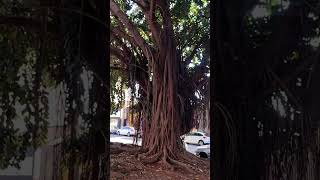 Ficus Elástica e Ficus microcarpa a força da natureza #plantas