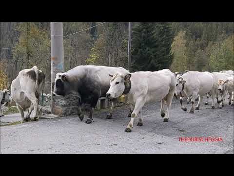 TRANSUMANZA DI MUCCHE A CASTELDELFINO (CN) ALLA FIERA DI S.  MARTINO. DOM. 18 - 10 - 2020.