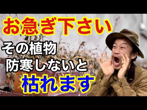 温室内の霜を避けるにはどうすればよいですか？植物を守るための5つのヒント！  庭園