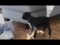 Boxer dogs for sale: Sammy - Video 1